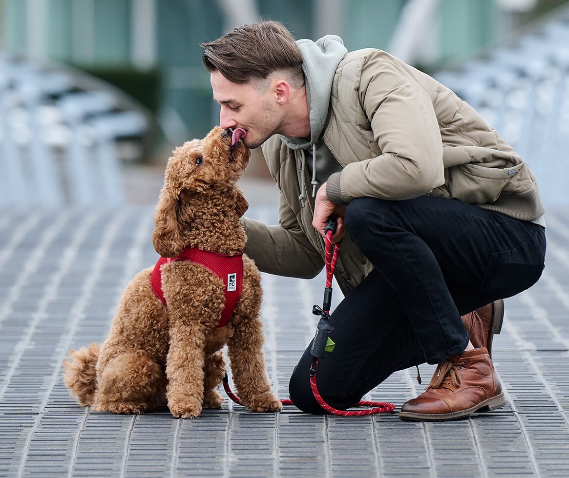 Man petting poodle in RC Pets step-in cirque harness